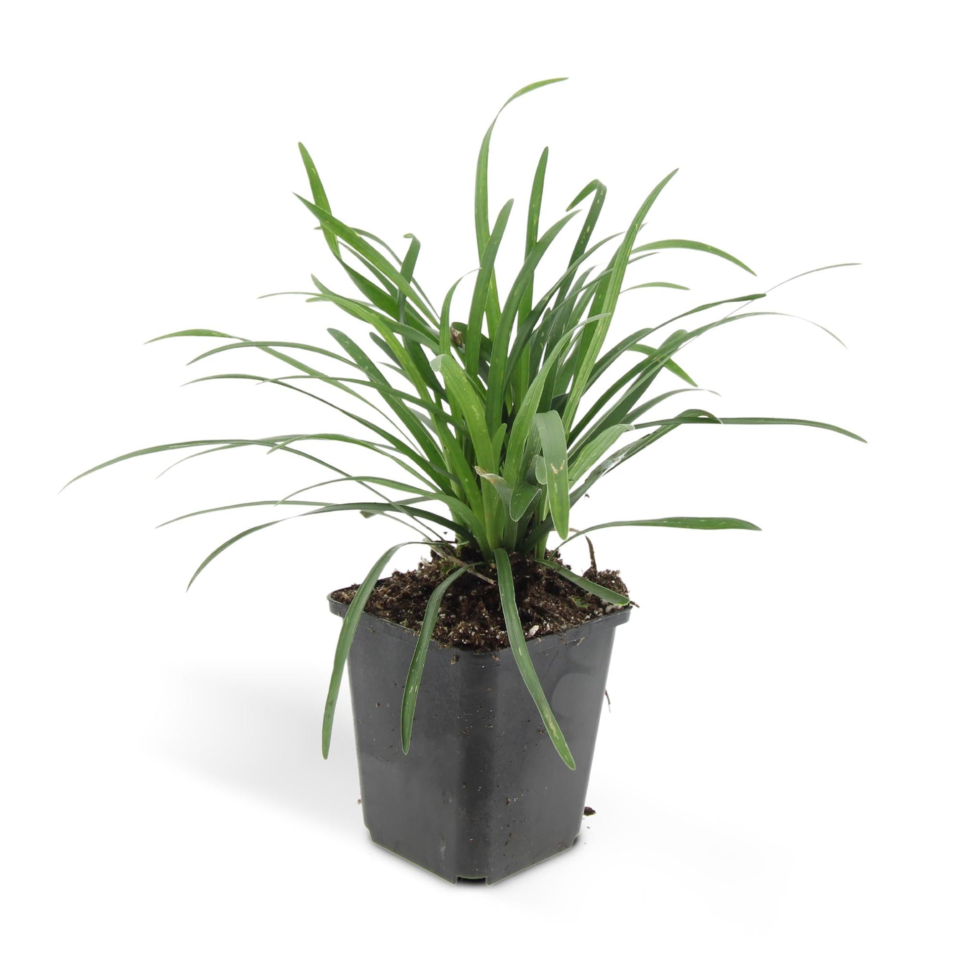 Liriope muscari 'Big Blue' – 48 Pflanzen – Immergrüner Bodendecker – 9cm – ↕10–25cm – Mit violettblauen Blüten – Pflegeleicht & winterhart – Für Halbschatten & Beete 