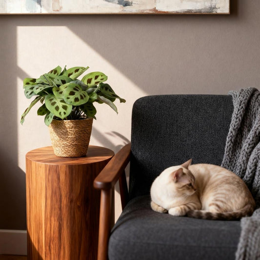 Green boutiQ - Zimmerpflanze - Maranta Fascinator Kerchoveana - Zebrapflanze - Haustierfreundliche Pflanze - Grün - 4 Pflanzen - mit Korb - Topf 12cm - Höhe 25cm 