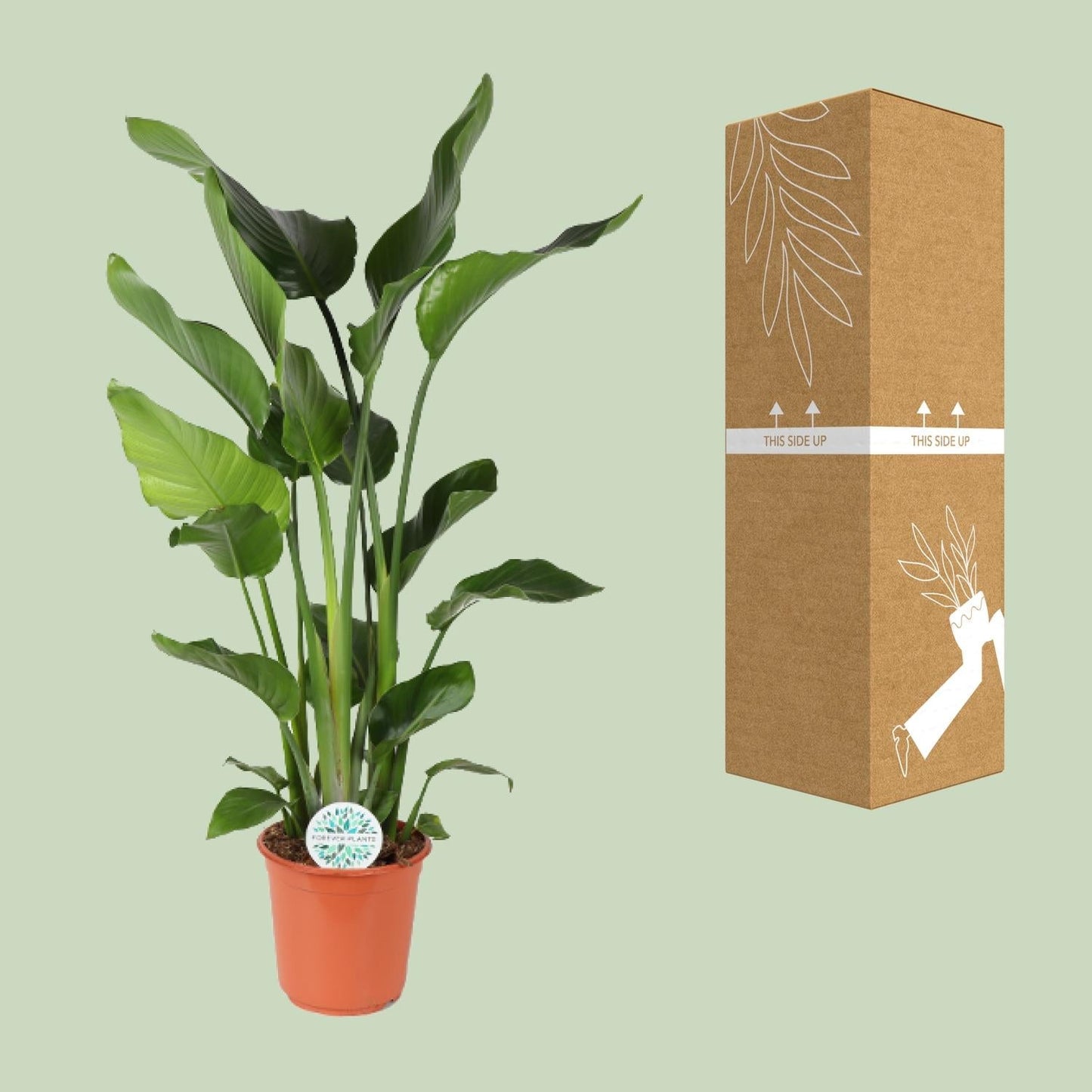 Baum-Strelitzie Strelitzia Nicolai – Zimmerpflanze – Ø24 cm – Höhe 110 cm – Paradiesvogelblume – Pflegeleicht – Halbschatten 