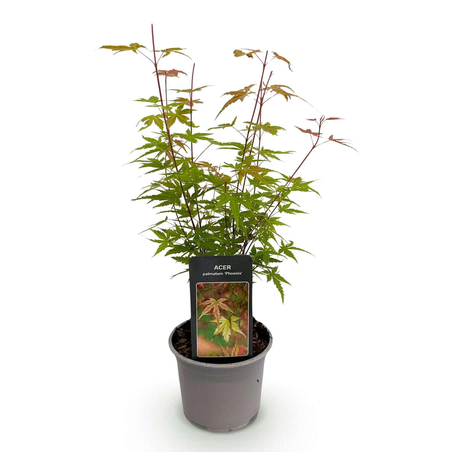 GreenboutiQ - Gartenpflanze - Acer palmatum Phoenix - Rosa - 1 Pflanze - Laubabwerfend - Wenig Pflege - Topf 12cm Höhe 35cm 