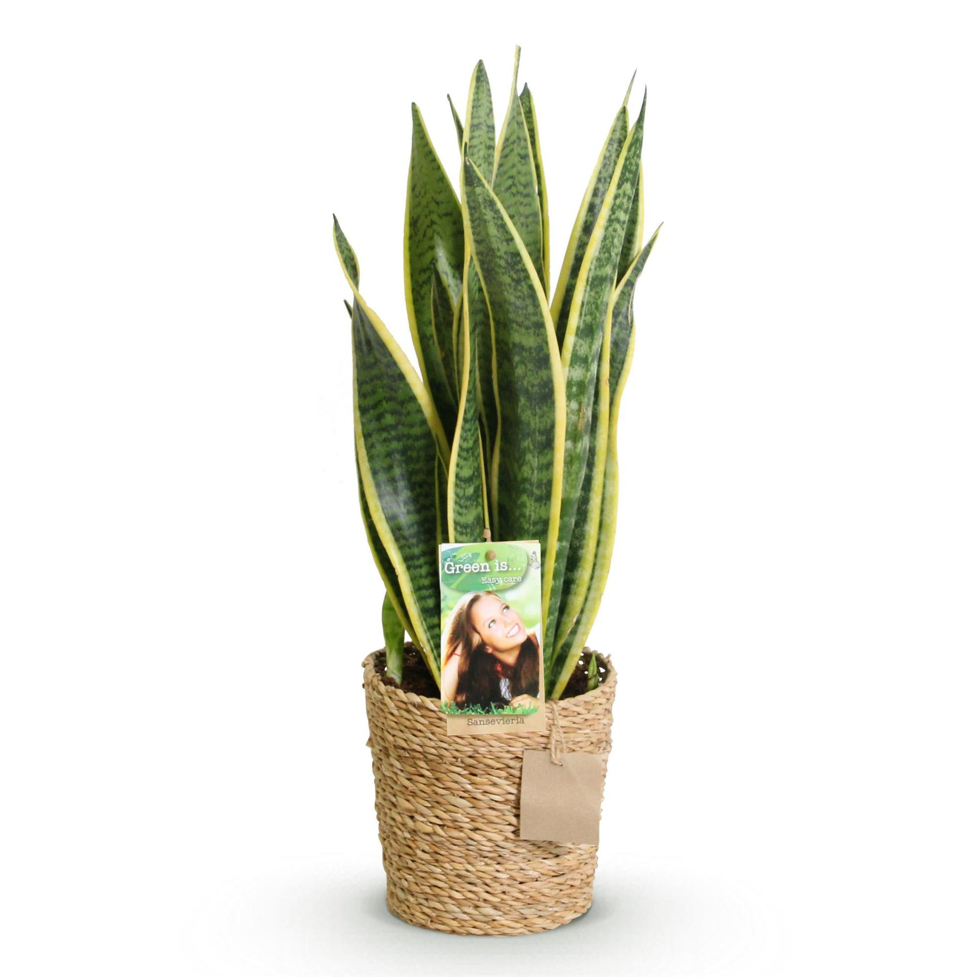 Green boutiQ - Zimmerpflanzen - Sansevieria Laurentii - Schwiegermutterzunge - Pflegeleicht - mit Korb - Grün - Gelb - 1 Pflanze - Topf 17cm - Höhe 60-70cm 