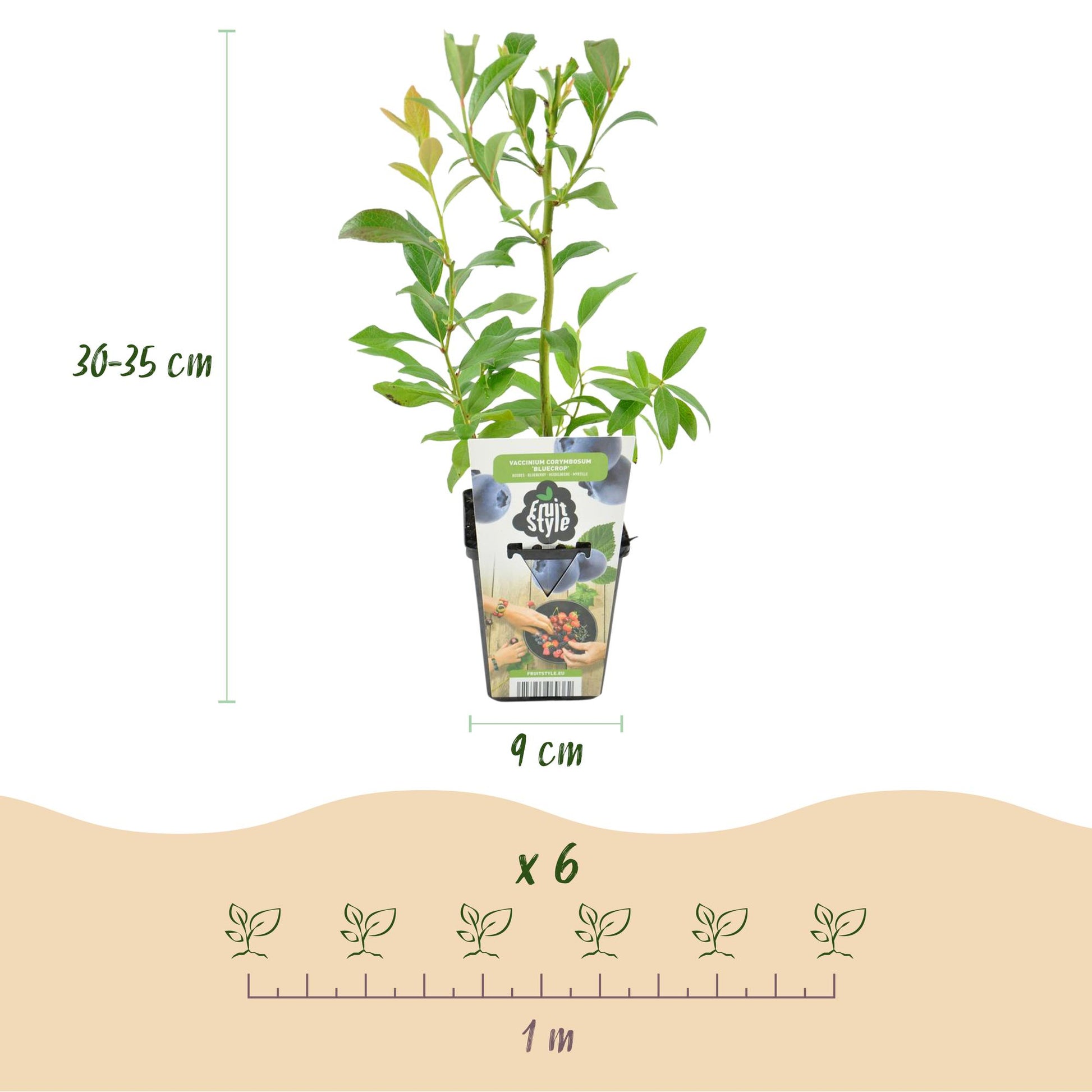 Blaubeere Vaccinium corymbosum Bluecrop winterhart 3 Pflanzen Ø9cm Höhe 30cm – Ertragreiche Heidelbeere für Garten Balkon & Terrasse 