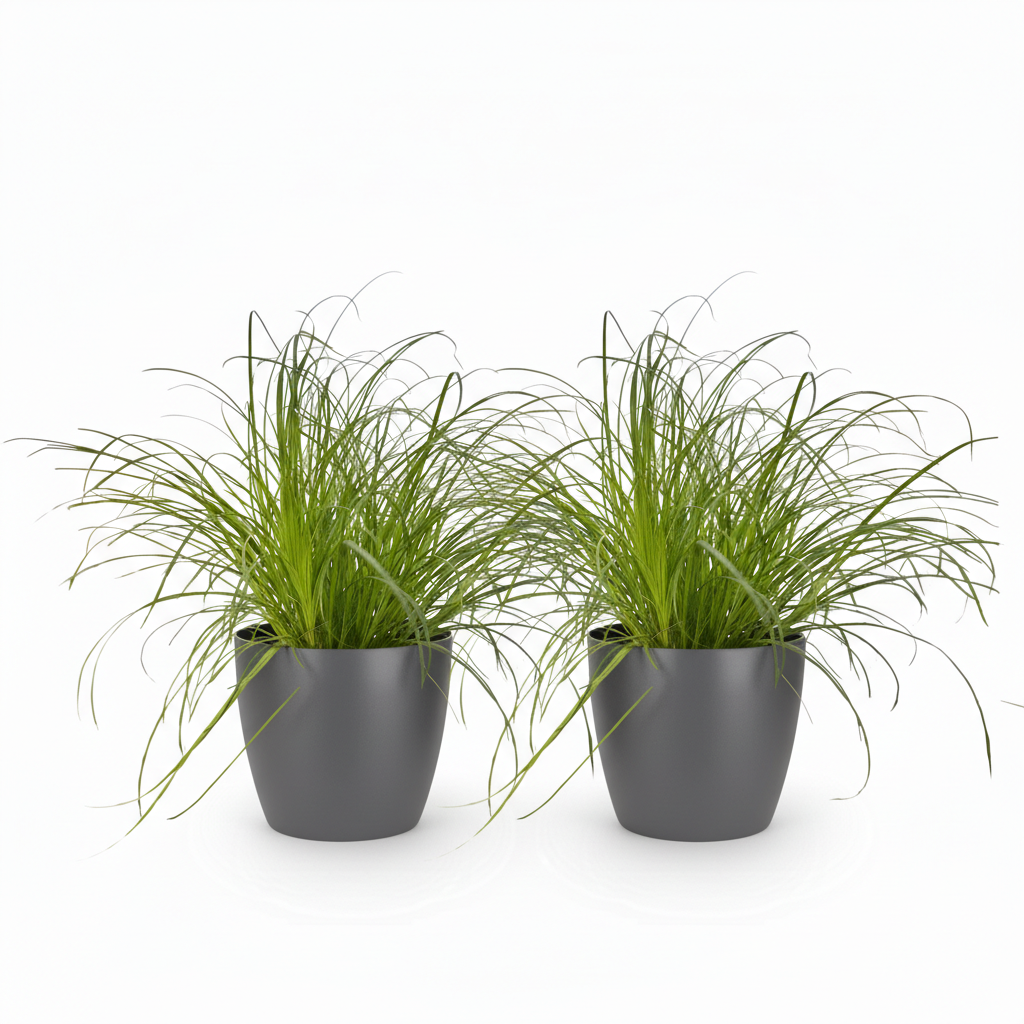 Green boutiQ - Zimmerpflanze - Cyperus alternifolius Zumula - Katzenpflanze - Haustierfreundliche Pflanze - Grün - 2 Pflanzen - mit Potter Grau - Topf 12cm - Höhe 20cm 