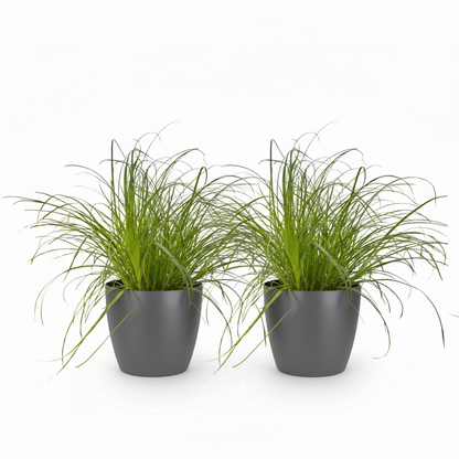 Green boutiQ - Zimmerpflanze - Cyperus alternifolius Zumula - Katzenpflanze - Haustierfreundliche Pflanze - Grün - 2 Pflanzen - mit Potter Grau - Topf 12cm - Höhe 20cm 