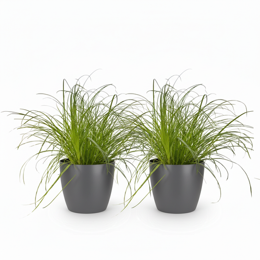Green boutiQ - Zimmerpflanze - Cyperus alternifolius Zumula - Katzenpflanze - Haustierfreundliche Pflanze - Grün - 2 Pflanzen - mit Potter Grau - Topf 12cm - Höhe 20cm 