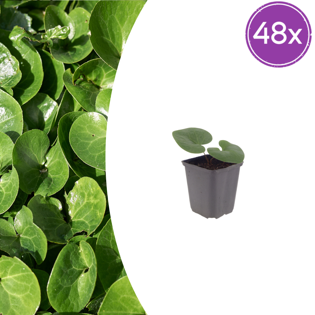 Asarum europaeum – 48 Pflanzen Haselwurz – 10-25cm – Ø9cm – Immergrüne Bodendecker Staude für Schatten – Winterharte Gartenpflanze für Unterpflanzung - Oasis of Life