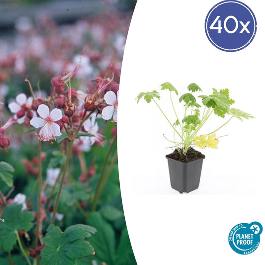 Felsen-Storchschnabel Geranium macrorrhizum 'Spessart' – Winterharter Bodendecker – 40 Pflanzen – Ø9 cm Töpfe – Höhe 10-25 cm – Weiße Blüten & grünes Laub – Ideal für Beete & Steingärten