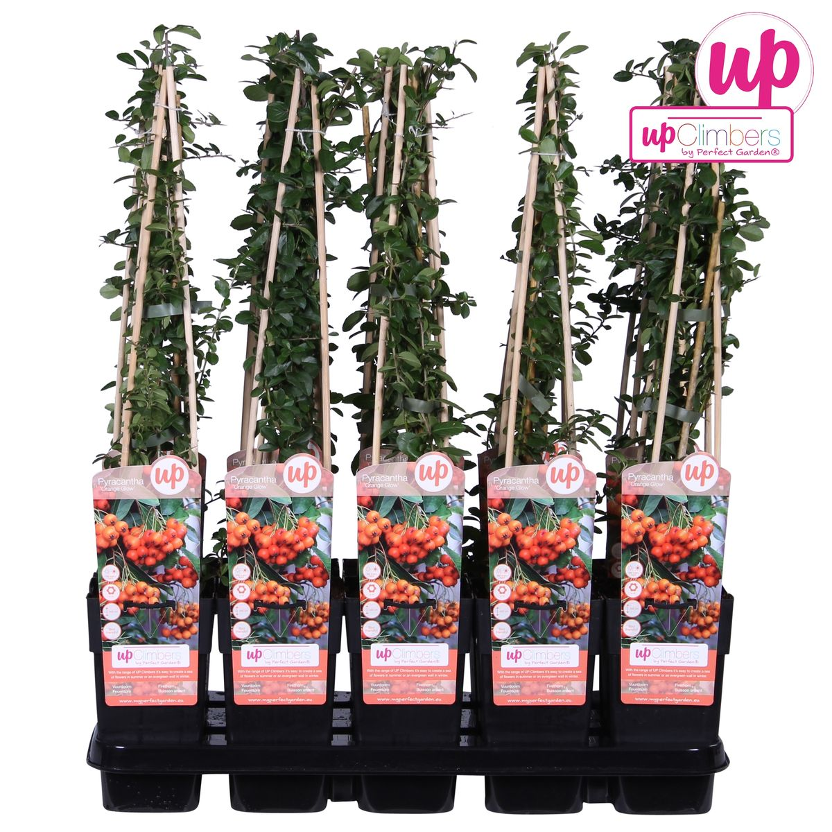 Feuerdorn – Pyracantha 'Orange Glow' – Ø15cm – ↕65cm – Immergrüner Strauch mit oranger Beerenpracht – Ideal als Sichtschutz & Vogelschutzhecke – Für Garten & Terrasse 