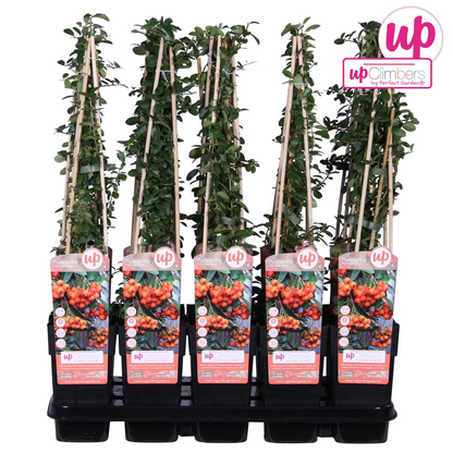 Feuerdorn – Pyracantha 'Orange Glow' – Ø15cm – ↕65cm – Immergrüner Strauch mit oranger Beerenpracht – Ideal als Sichtschutz & Vogelschutzhecke – Für Garten & Terrasse 