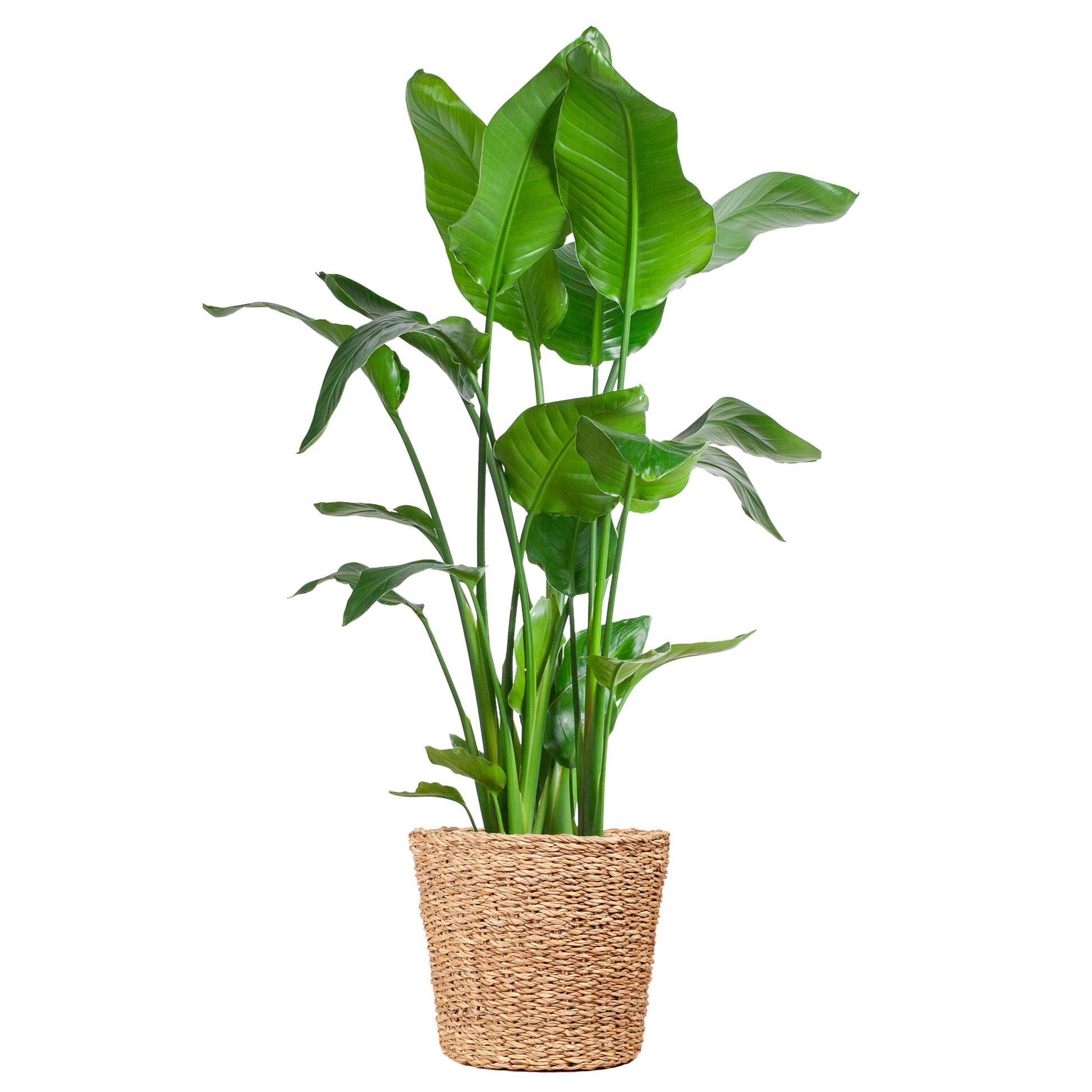 Strelitzia Nicolai XL – Paradiesvogelpflanze – Zimmerpflanze – inkl. Korb Torun – Höhe 140 cm – Ø27 cm – Tropisches Flair für dein Zuhause 