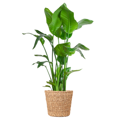 Strelitzia Nicolai XL – Paradiesvogelpflanze – Zimmerpflanze – inkl. Korb Torun – Höhe 140 cm – Ø27 cm – Tropisches Flair für dein Zuhause 