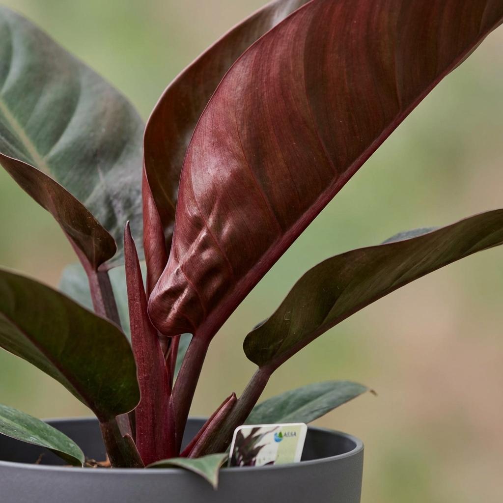 Philodendron Imperial Red Baumfreund 60cm – Zimmerpflanze mit roten Blättern im Potter Grau Übertopf Ø19cm – glänzendes Laub, kompakter Wuchs – pflegeleicht, luftverbessernd für Wohnung & Büro 