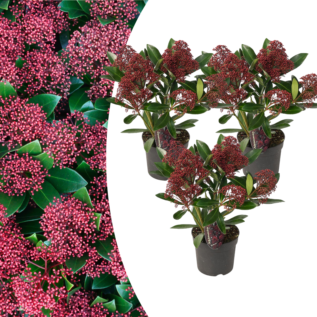 Skimmia Rubella 3er Set – Immergrüne Ziersträucher Ø10,5cm ↨20–25cm – Winterharte Garten- & Kübelpflanzen mit tiefroten Knospen – Für Balkon, Terrasse & Halbschatten 