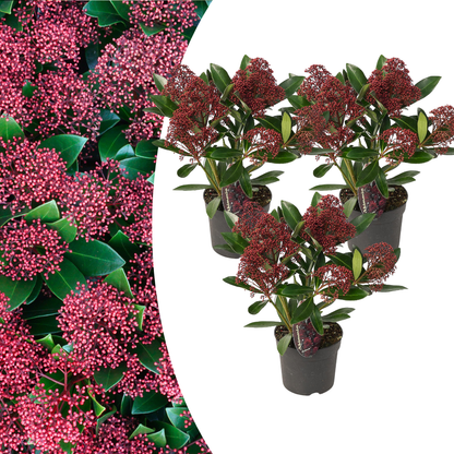 Skimmia Rubella 3er Set – Immergrüne Ziersträucher Ø10,5cm ↨20–25cm – Winterharte Garten- & Kübelpflanzen mit tiefroten Knospen – Für Balkon, Terrasse & Halbschatten 