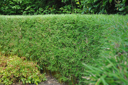 Green boutiQ - Gräser - Fargesia Rufa - Bambus - Nicht Ausbreitend - Grün - 2 Pflanzen - Topf 23 cm - Höhe 80 cm 