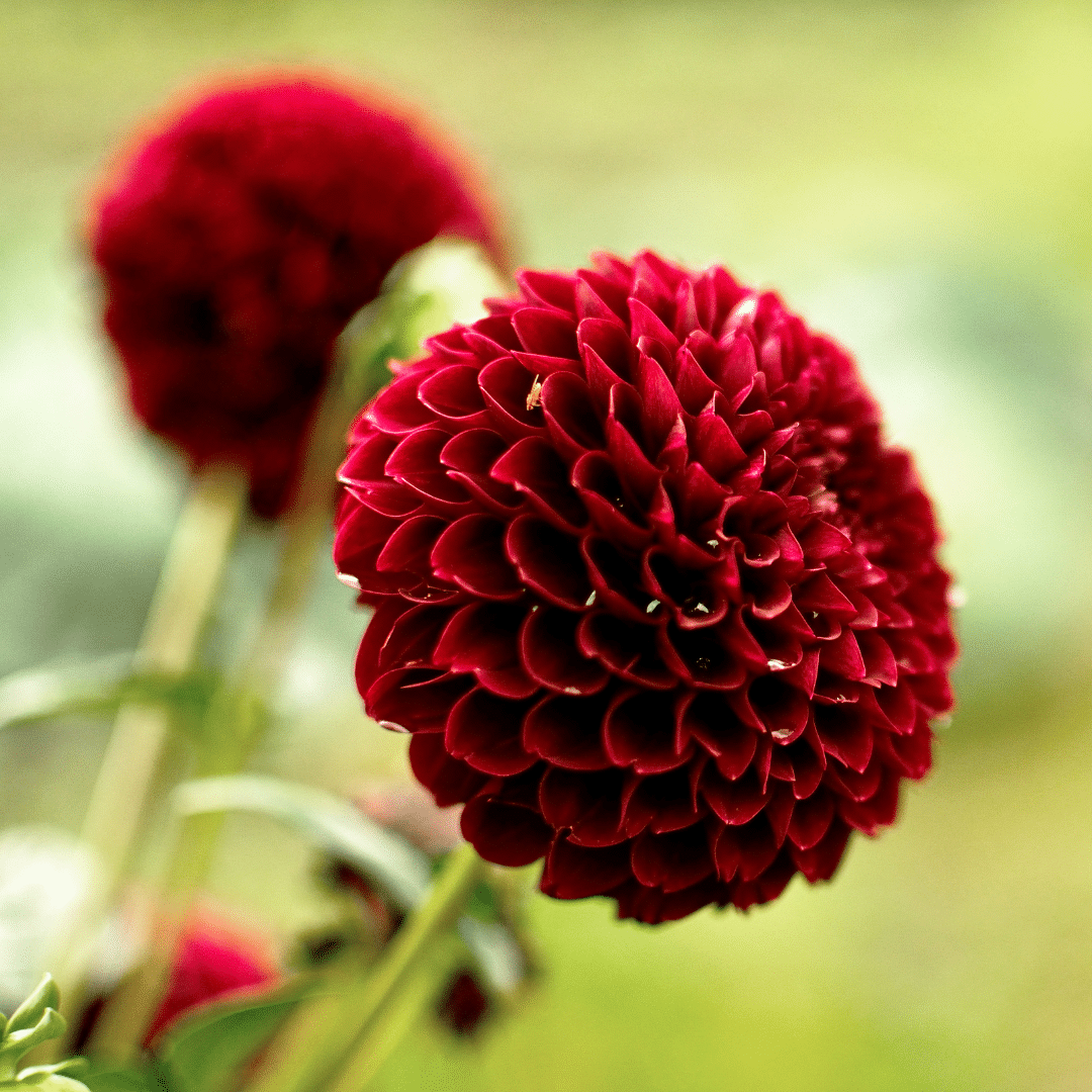 Blumenzwiebel - Dahlie - Natal - Knollen für 2 m² - Wunderschöne Kugelförmige Blumen - 12 Stück