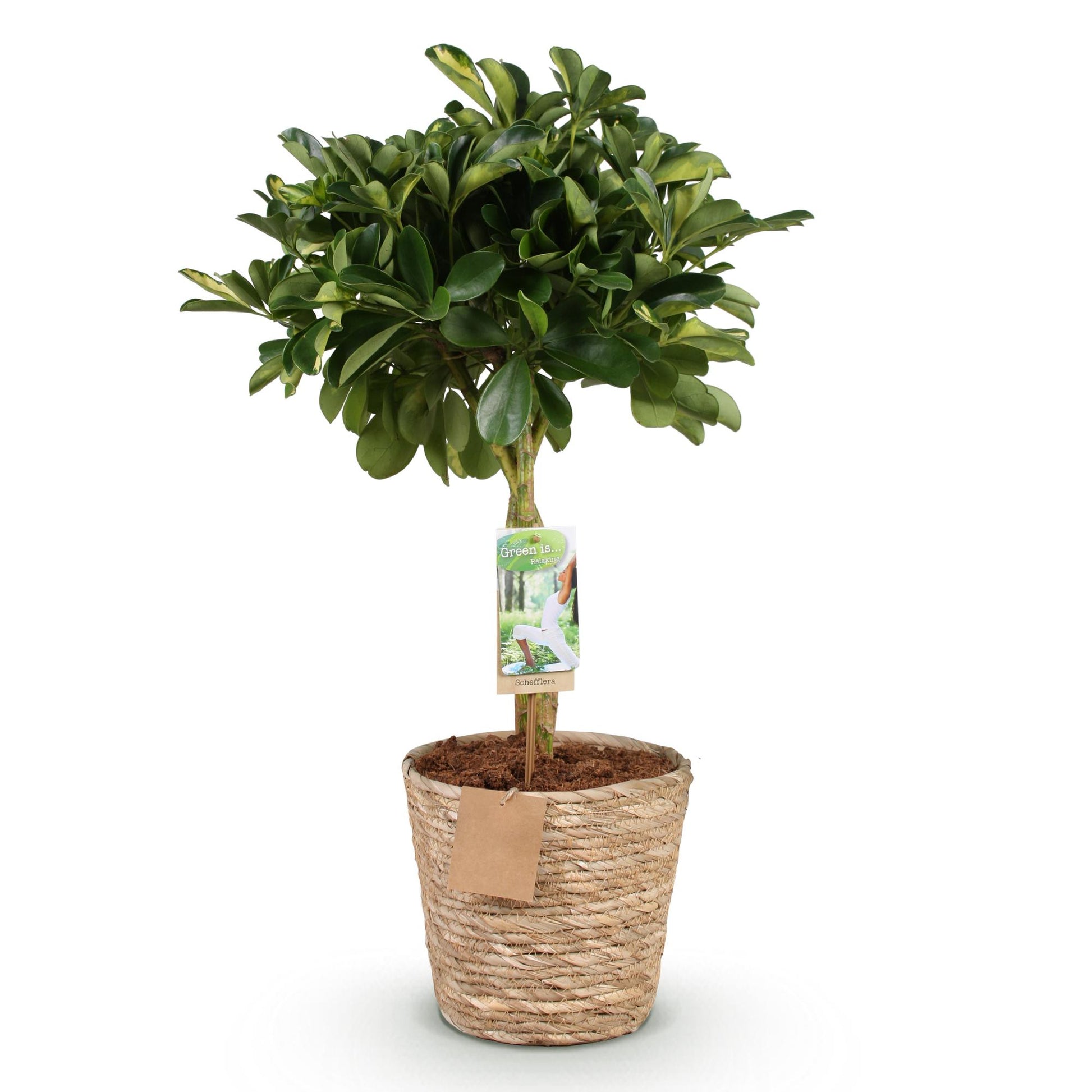 Green boutiQ - Zimmerpflanzen - Schefflera Gold Capelle - Fingerbaum - Wenig Pflege - mit Korb - Grün - Gold - 1 Pflanze - Topf 21cm - Höhe 70-81cm 
