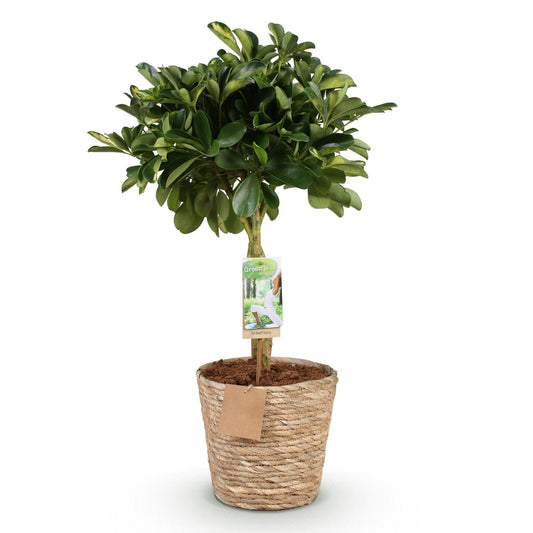 Green boutiQ - Zimmerpflanzen - Schefflera Gold Capelle - Fingerbaum - Wenig Pflege - mit Korb - Grün - Gold - 1 Pflanze - Topf 21cm - Höhe 70-81cm 