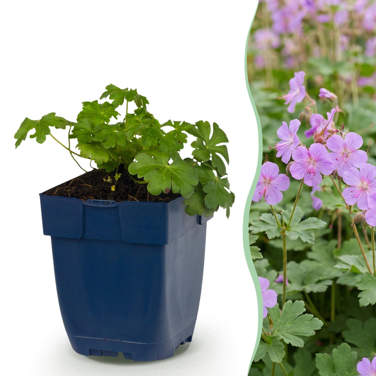 Storchschnabel 'Czakor' – Geranium macrorrhizum 'Czakor' – 6 Pflanzen – Topf Ø11cm – Bienenfreundliche Staude für Garten & Balkon