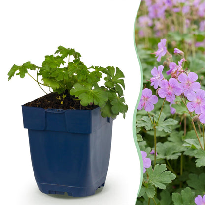 Storchschnabel 'Czakor' – Geranium macrorrhizum 'Czakor' – 6 Pflanzen – Topf Ø11cm – Bienenfreundliche Staude für Garten & Balkon