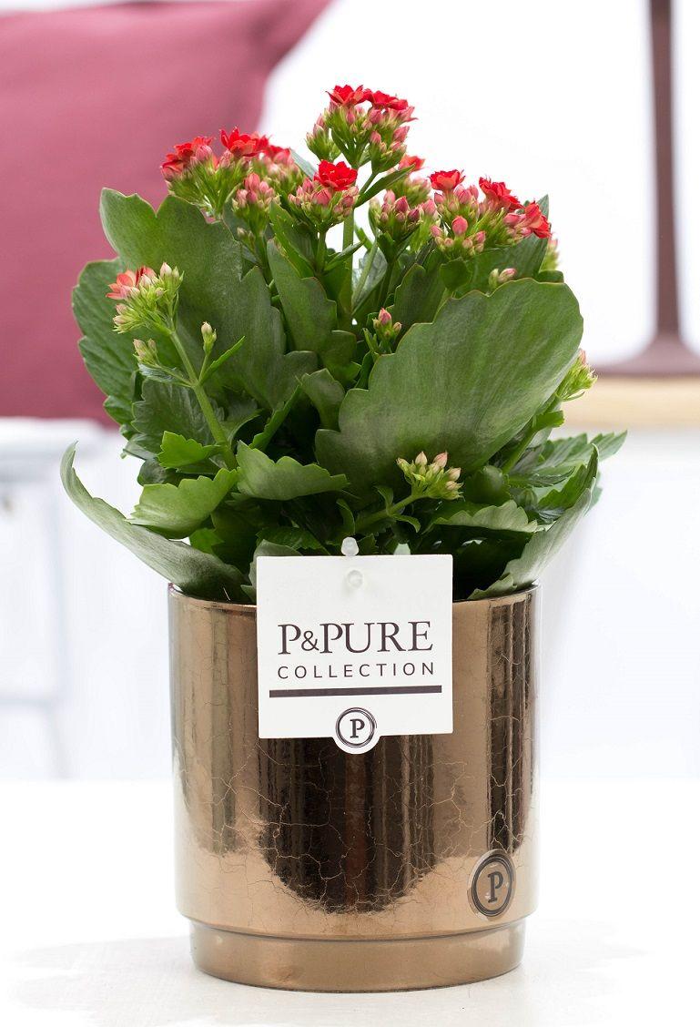 Kalanchoe Red In P&PURE Juliette Ceramics Goldbronze - Ø12cm - ↕27cm 