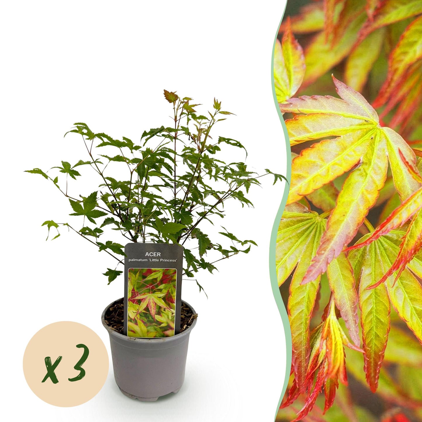 GreenboutiQ - Gartenpflanze - Acer palmatum Little Princess - Grün - 3 Pflanzen - Laubabwerfend - Wenig Pflege - Topf 12cm Höhe 35cm 