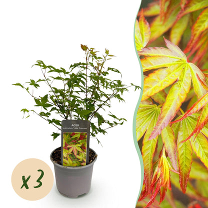 GreenboutiQ - Gartenpflanze - Acer palmatum Little Princess - Grün - 3 Pflanzen - Laubabwerfend - Wenig Pflege - Topf 12cm Höhe 35cm 