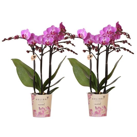 Kolibri Orchids | KOMBI-ANGEBOT mit 2 Phalaenopsis-Orchideen - Wien - Topfgröße Ø9cm | Blühende Zimmerpflanze - Frisch vom Züchter 