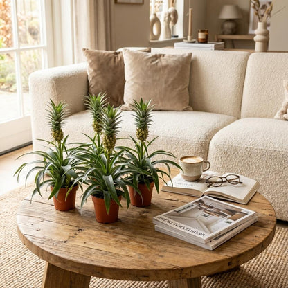 Ananaspflanze Mi Amigo – 4 Pflanzen – Ø12cm – Höhe 35–40cm – Tropische Zimmerpflanze mit dekorativer Mini-Ananas – Exotische Pflanze für Wohnraum & Büro 