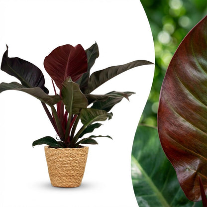 Philodendron Imperial Red Baumfreund 60cm – Zimmerpflanze mit roten Blättern im Korb Ø19cm – glänzendes Laub rot bis dunkelgrün – pflegeleicht für Wohnung & Büro, ideal bei Halbschatten, moderat gießen 