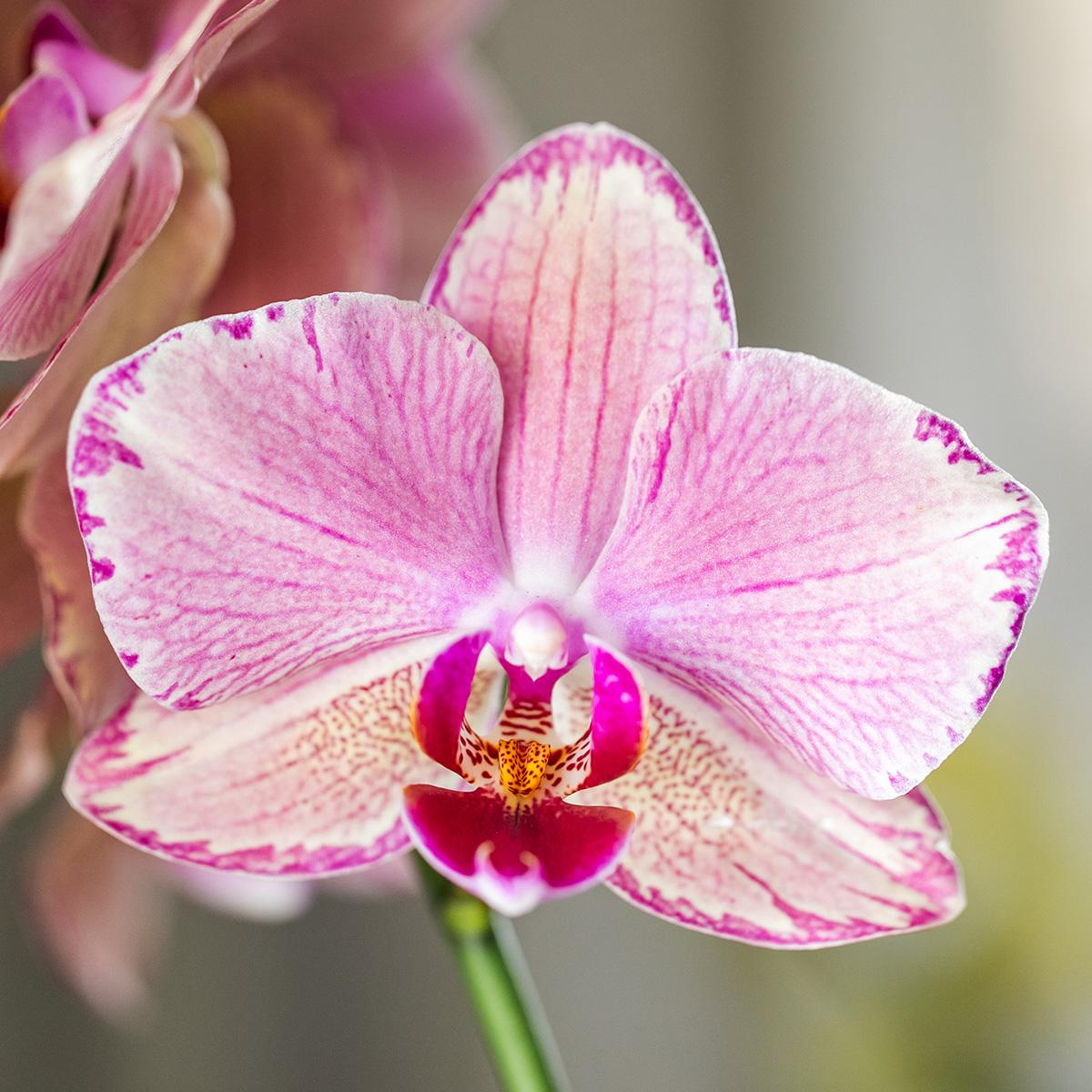 Phalaenopsis Orchidee „Jewel Pirate Picotee“ – Orange-Rosa – Ø12cm – Blühfreudige Zimmerpflanze mit Farbverlauf – Pflegeleicht – Für helle Standorte – Direkt aus der Gärtnerei 