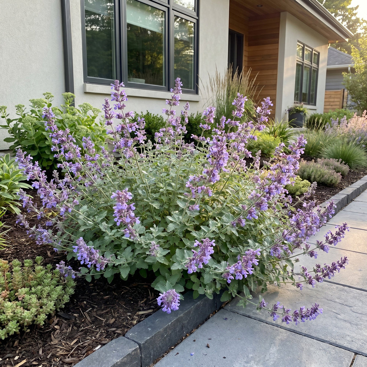 Katzenminze – Nepeta faassenii – Topf Ø11cm – Bienenfreundliche Staude für Garten & Balkon
