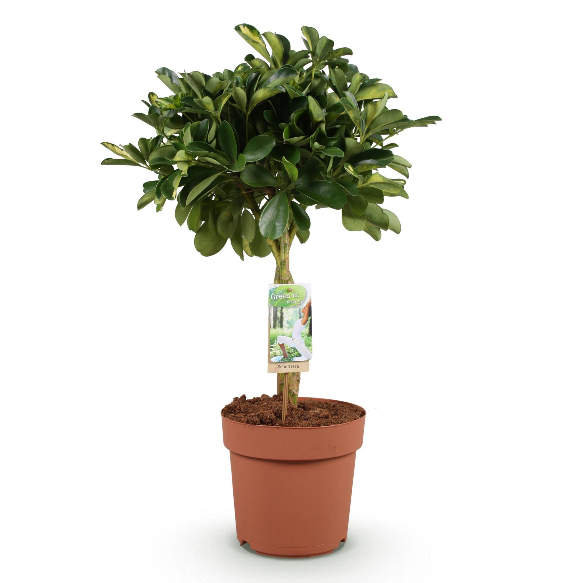 Green boutiQ - Zimmerpflanzen - Schefflera Gold Capelle - Fingerbaum - Wenig Pflege - Grün - Gold - 1 Pflanze - Topf 21cm - Höhe 70-81cm 