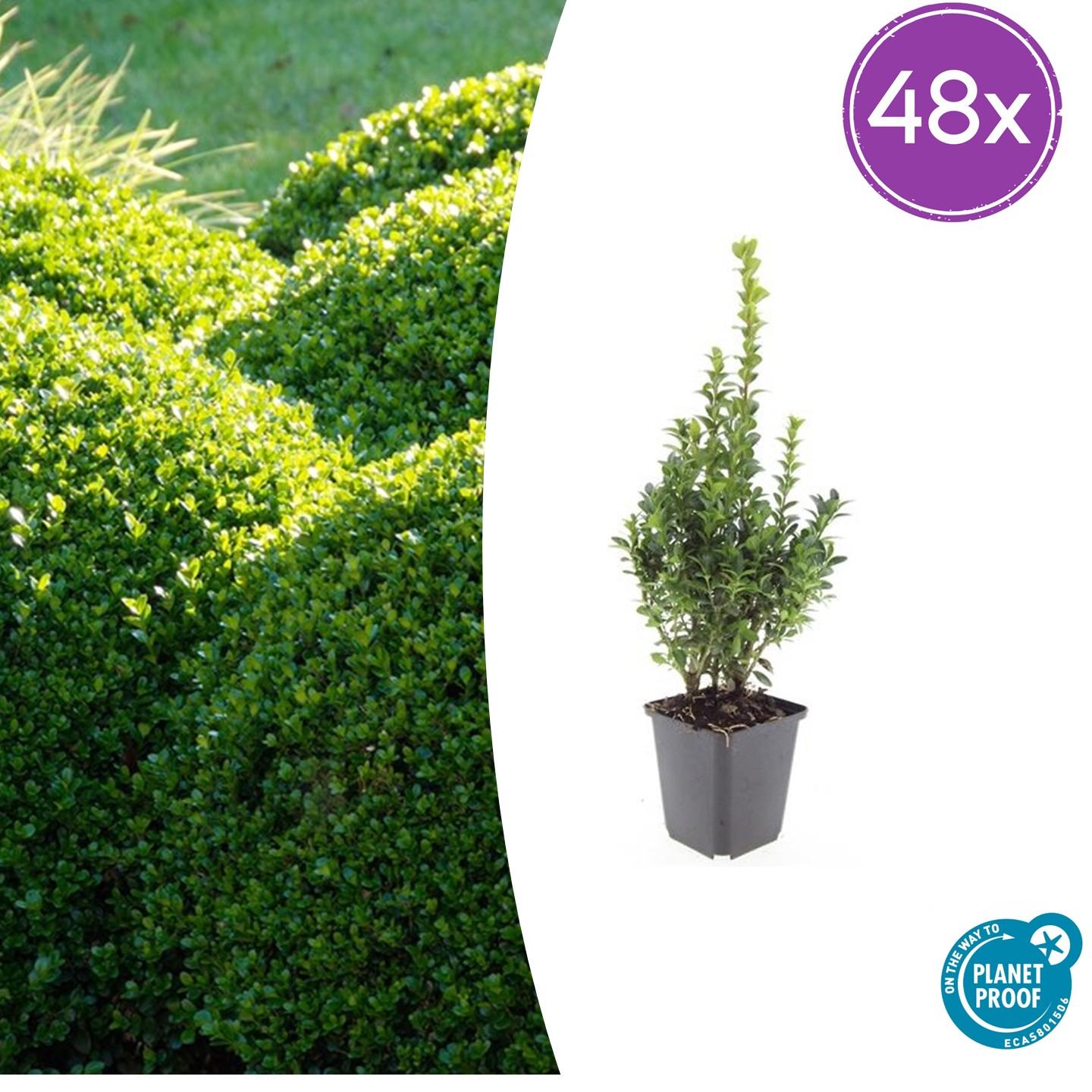 Buxus Sempervirens Heckenpflanzen 48 Pflanzen – Immergrüner Buchsbaum – 10–25cm Höhe – Ø9cm – Großpackung für dichte Hecken Formschnitt & Gartengestaltung