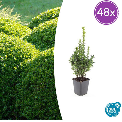 Buxus Sempervirens Heckenpflanzen 48 Pflanzen – Immergrüner Buchsbaum – 10–25cm Höhe – Ø9cm – Großpackung für dichte Hecken Formschnitt & Gartengestaltung