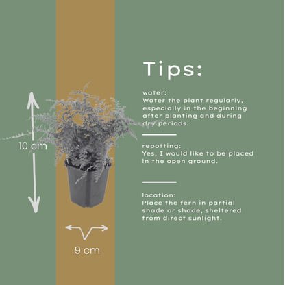Polystichum setiferum Herrenhausen – 60 Pflanzen – Ø9cm – Höhe 10-25cm – Immergrüner Farn – Schattenstaude für Beet, Gehölzrand & Flächenpflanzung - Oasis of Life