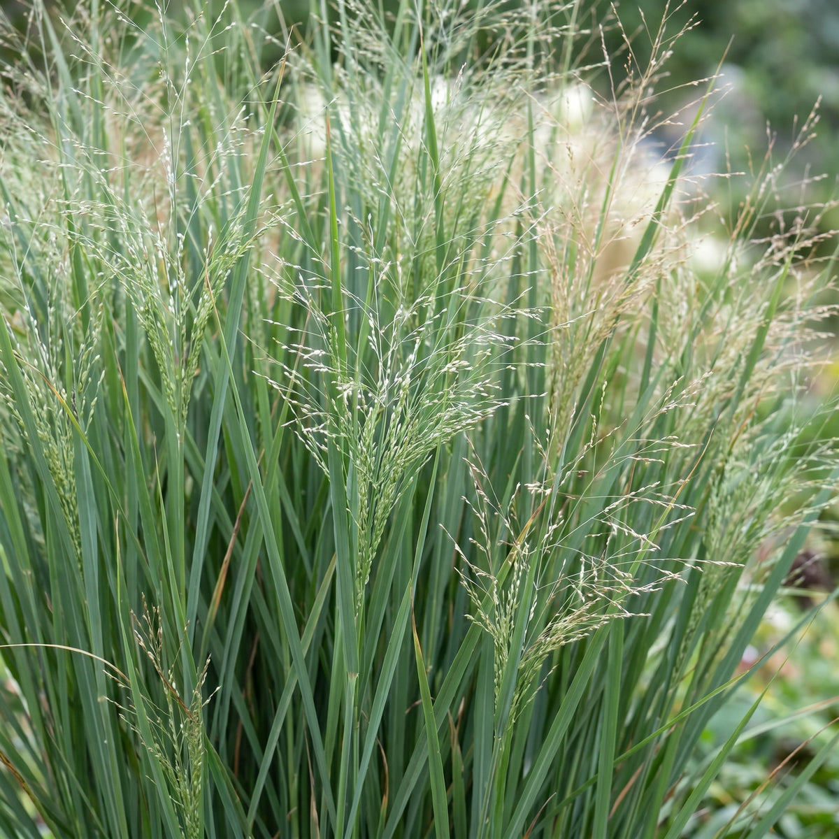 Rutenhirse 'Northwind' – Panicum virgatum 'Northwind' – Topf Ø11cm – Bienenfreundliche Staude für Garten & Balkon