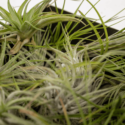 Tillandsia Air Mix – 10 Luftpflanzen – Ø6cm – ca. 6cm hoch – Pflegeleichte Tillandsien-Mischung – Für kreative Deko & helle Innenräume 