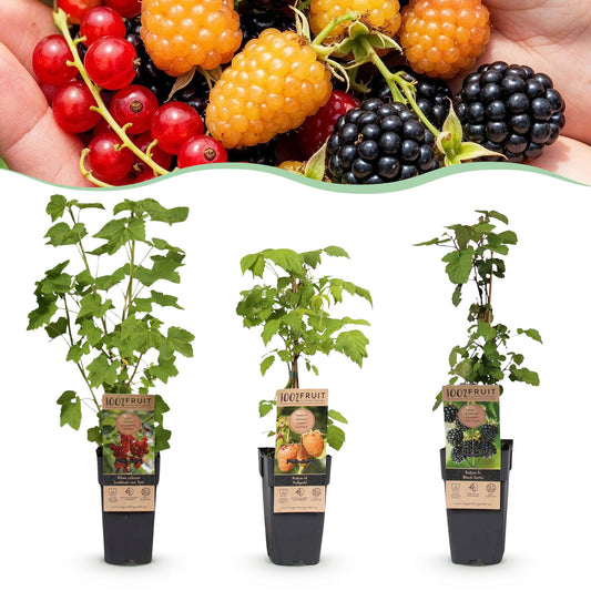 Green boutiQ - Fruit plant - Ribes-Rubes Mix - Tricolour - Hardy - Red Currant - Black Raspberry - Yellow Raspberry - 3 Plants - Pot 15cm - Height 50cm 