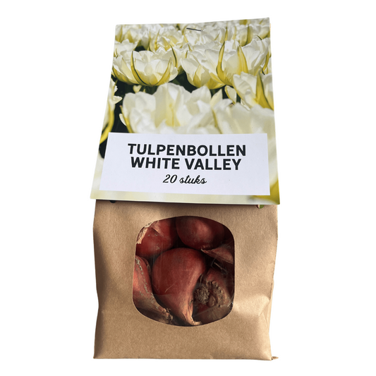 Tulpenzwiebeln White Valley – 20 Blumenzwiebeln – Weiße Tulpen – Winterhart & langlebig 