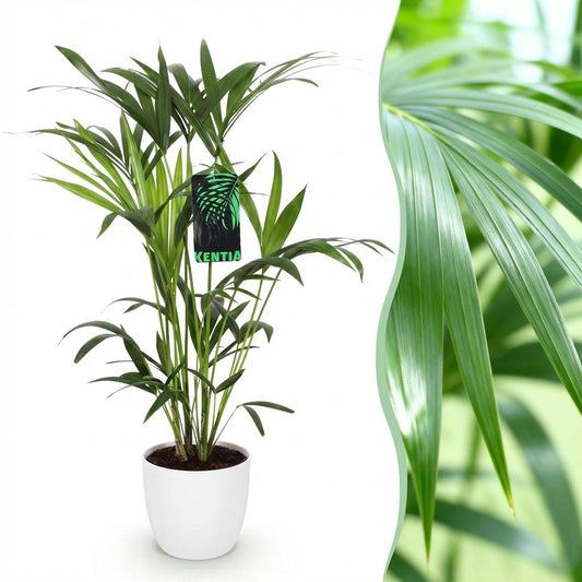 Green boutiQ - Zimmerpflanze - Howea Forsteriana - Kentia Palme - Wenig Pflege - Grün - 1 Pflanze - mit Potter Weiß - Topf 19cm - Höhe 80-85cm 