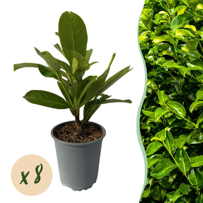 Kirschlorbeer - Prunus laurocerasus Rotundifolia - Hecke - Blatt Grün - 8 Pflanzen - 1 laufender Meter - immergrün - Topf 9cm Höhe 30-35cm