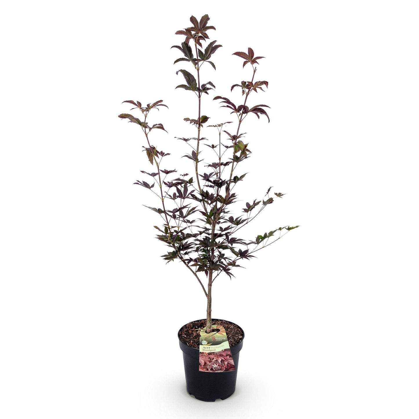 Green boutiQ - Gartenpflanze - Acer palmatum Bloodgood - Japanischer Ahorn - Laubabwerfend - Rot - 1 - Topf 26cm - Höhe 90cm 