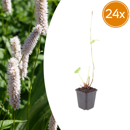 Persicaria bistorta Superba – 24 Pflanzen Ø9cm – Höhe10-25cm – Rosa Blütenstaude für feuchte Beete & Teichrand – Bienenfreundlich winterhart – Flächenpflanzung