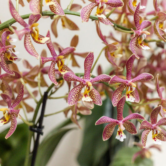 Kolibri Orchideen | orangefarbene Phalaenopsis-Orchidee – Spider – Topfgröße Ø9 cm | blühende Zimmerpflanze – frisch vom Züchter 