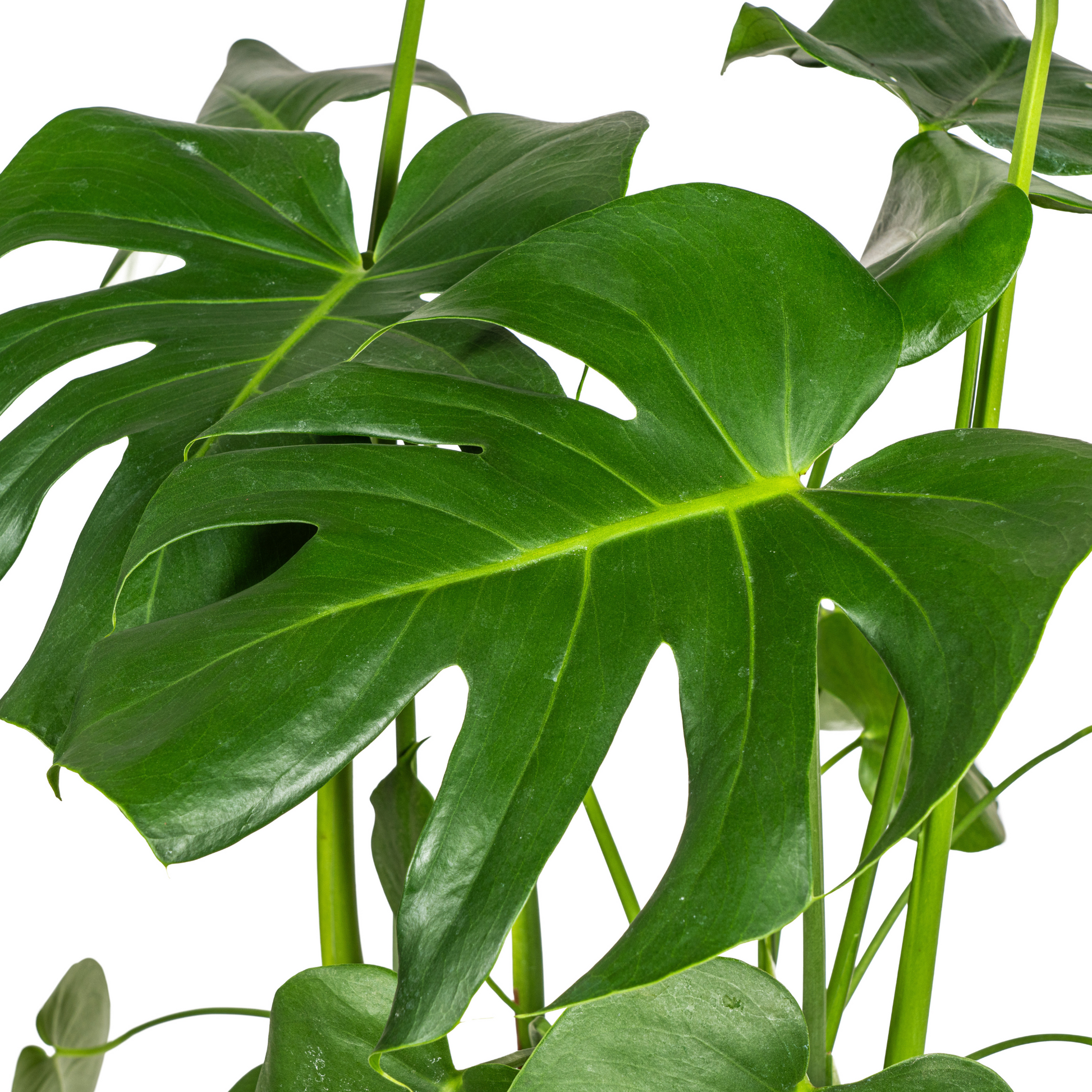 Monstera Deliciosa Tauerii mit Korb Ø21cm - ↕70 - 90cm 