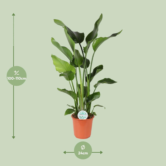Baum-Strelitzie Strelitzia Nicolai – Zimmerpflanze – Ø24 cm – Höhe 110 cm – Paradiesvogelblume – Pflegeleicht – Halbschatten 