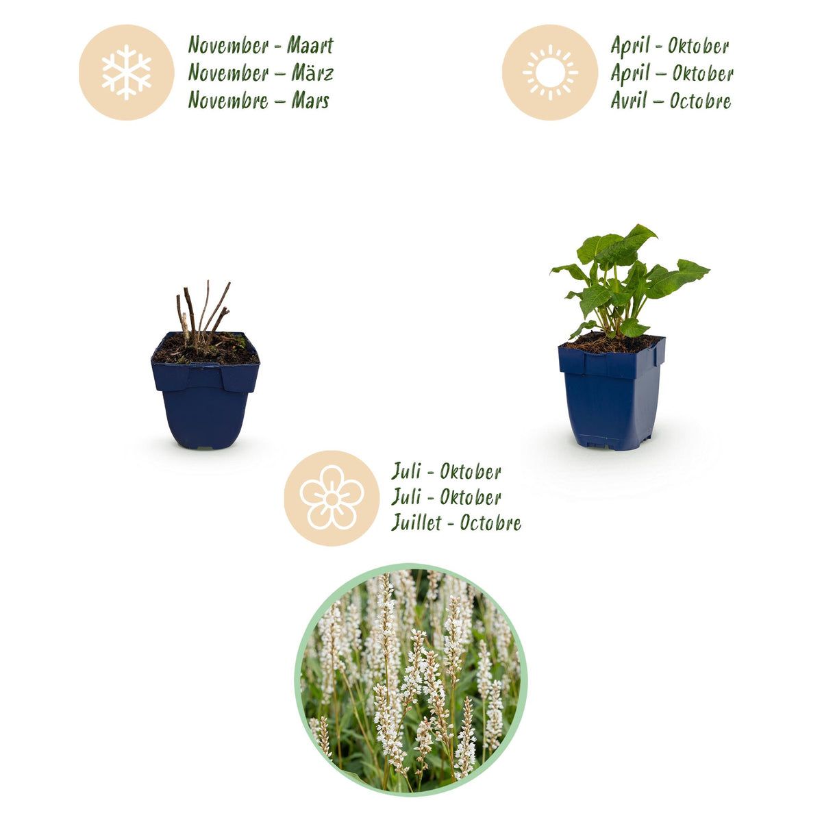 Knöterich 'Tricolour' – Persicaria 'Tricolour' – 6 Pflanzen – Topf Ø11cm – Bienenfreundliche Staude für Garten & Balkon
