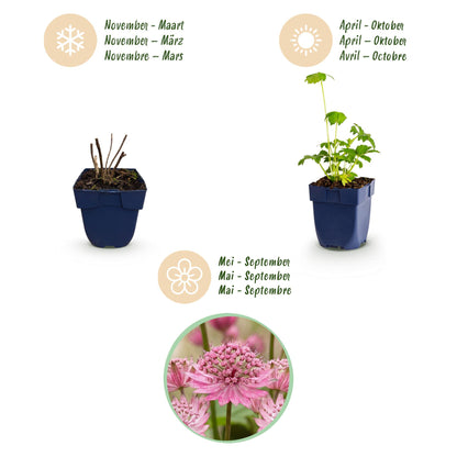 Sterndolde – Astrantia major – 6 Pflanzen – Topf Ø11cm – Bienenfreundliche Staude für Garten & Balkon