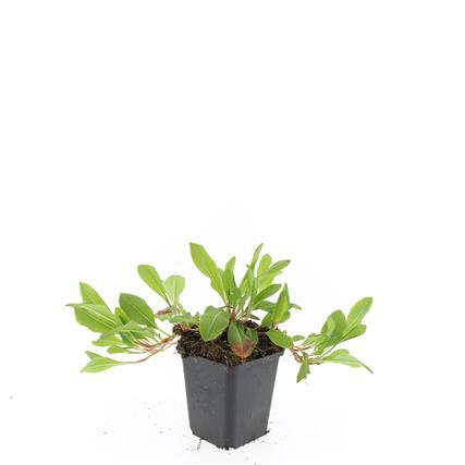 Schneckenknöterich Persicaria affinis. 'Darjeeling Red' – 24 Pflanzen – Lebhaftes Rot- bis Rosablaub – Pflegeleichte, farbenfrohe Staude – Sonne bis Halbschatten 